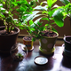 Imagen para el artículo titulado Un nuevo estudio acaba con el mito: las plantas con maceta que tienes en casa no purifican el aire